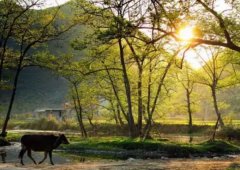 鋼結構裝配式建筑 建設品質鄉村美住宅